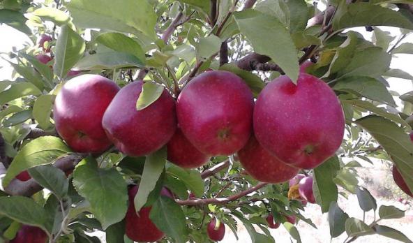 قیمت مناسب سیب درختی صادراتی قرمز در بازار شیراز