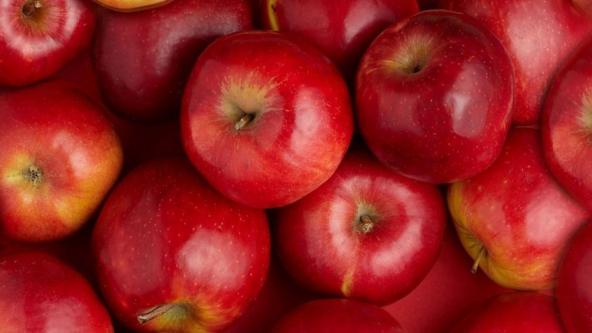 پخش سیب درختی توسط تولیدکنندگان مراغه