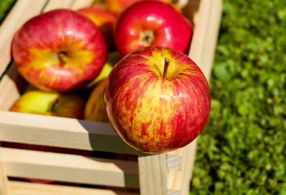 عوامل موثر در تعیین قیمت سیب باکیفیت