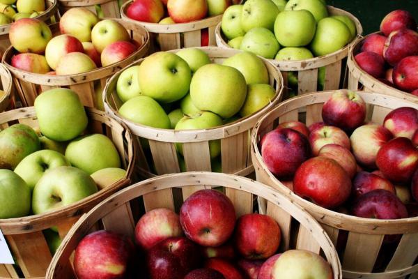قیمت عمده سیب درختی کوچک در مراکز استان ها