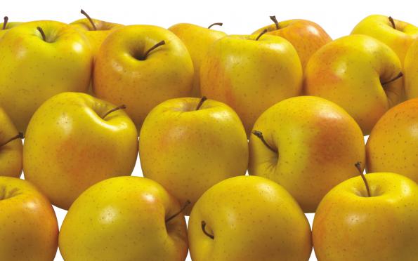  توزیع سیب زرد در ارومیه به بهترین کیفیت