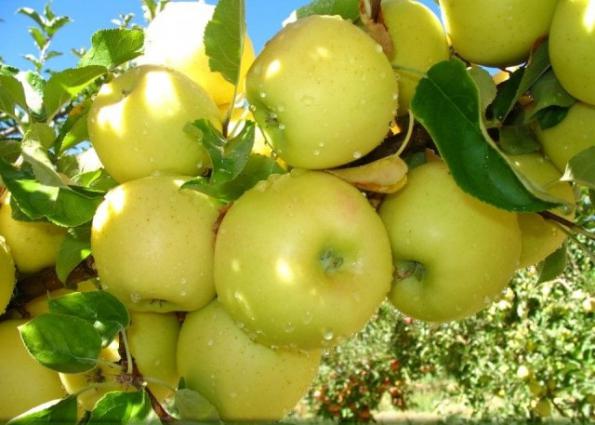 عرضه بی واسطه انواع سیب در سمیرم 
