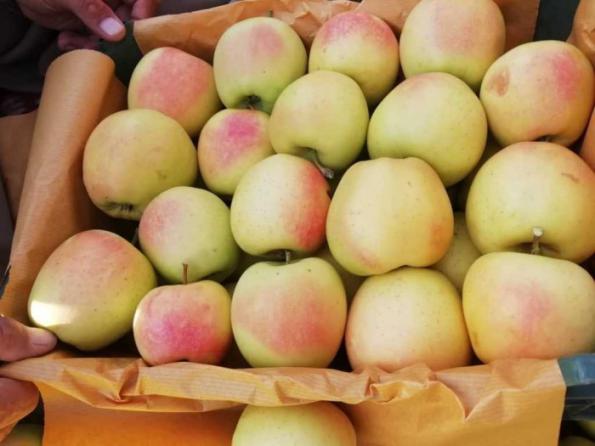 توزیع بی واسطه سیب باکیفیت در سمیرم