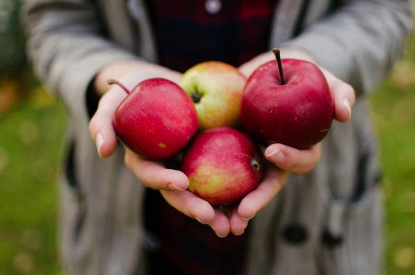 عوامل موثر در افزایش کیفیت سیب هنگام کشت
