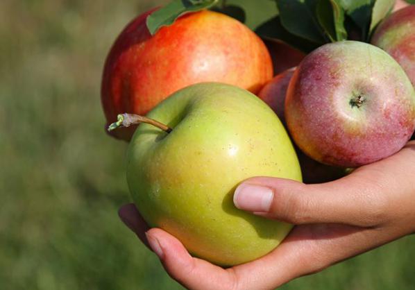 قیمت عمده انواع سیب صادراتی مرغوب در سمیرم