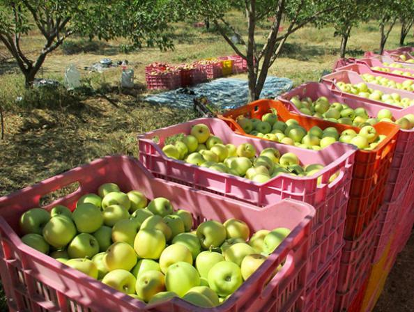 مناسب ترین روش انبار سیب جهت صادرات