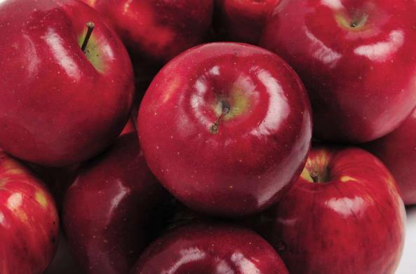 پخش سیب فله در سمیرم با بهترین کیفیت