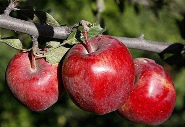 عرضه بی واسطه سیب مرغوب صادراتی در سنندج
