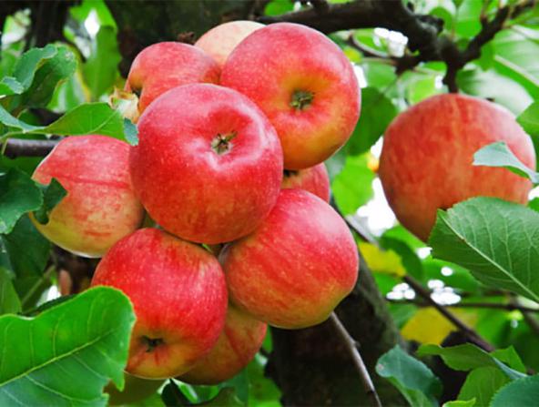 مراکز فروش سیب گلاب درجه یک در استان های شمالی