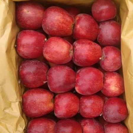بررسی مشکلات کشت سیب در ایران