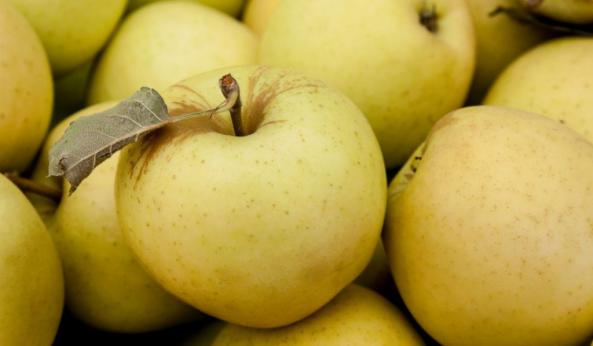 عرضه کیلویی سیب زرد صادراتی در سنندج
