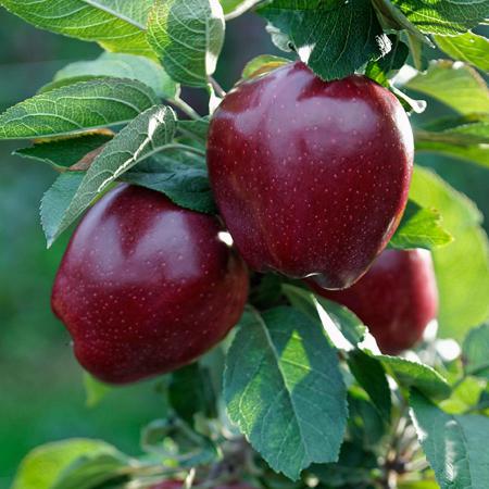 اطلاعات کلی از کیفیت انواع سیب گلخانه ای صادراتی
