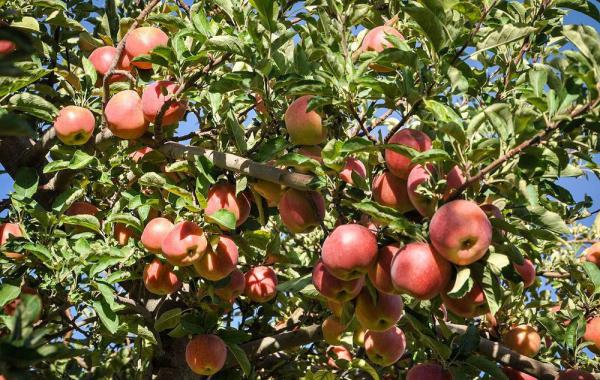 مختصری در مورد کیفیت انواع سیب تولیدشده در کشور