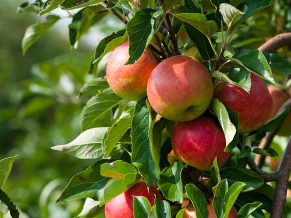 خرید سیب درختی گلخانه ای با نرخ مناسب