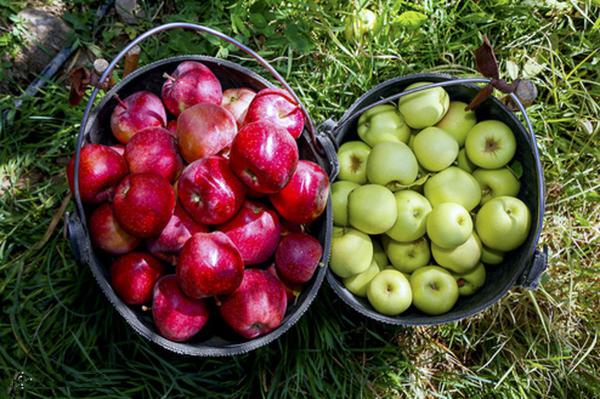 پخش سیب درختی در تهران با بهترین کیفیت