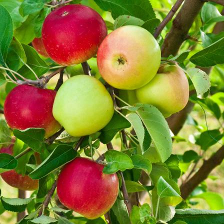 قیمت عمده سیب درختی گلخانه ای در سال 1400