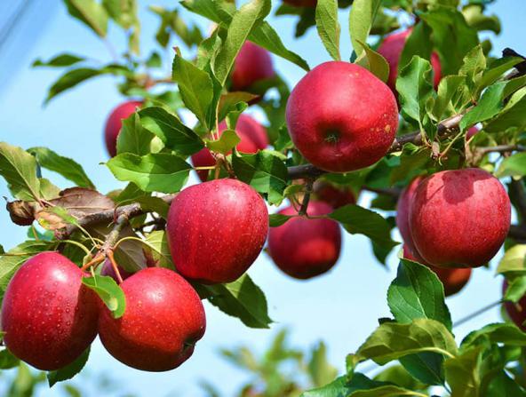 تمهیدات لازم جهت صادرات سیب