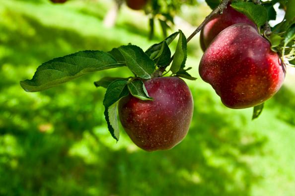 مراکز عرضه سیب درختی صادراتی در زنجان