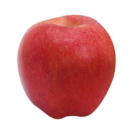 پخش سیب قرمز توسط بهترین تولیدکننده ارومیه