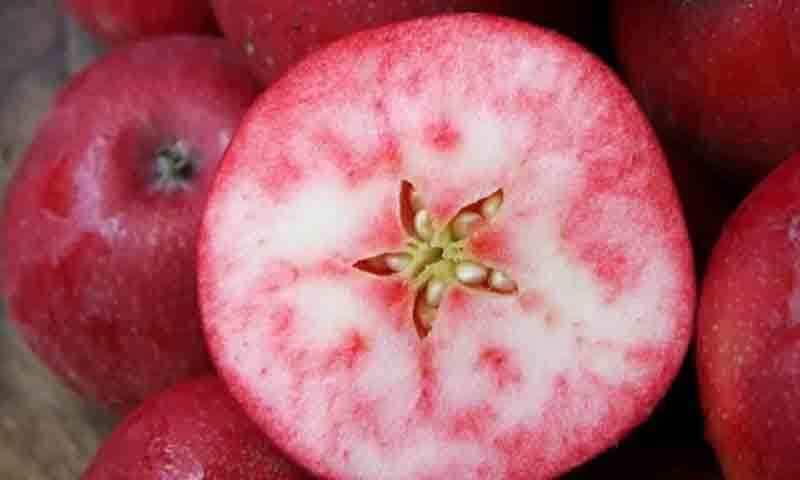 سیب سرخ ایرانی